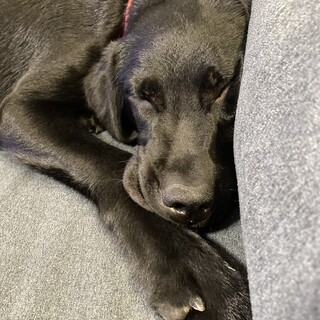 （ありがとうございました）ラブラドールレトリバー