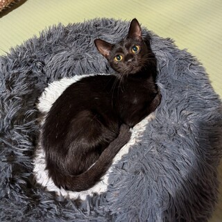 【被災地より】月（くぅ）