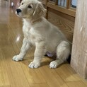3ヶ月のゴールデンレトリーバー