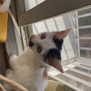 可愛い三毛猫ちゃん