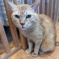 【被災地より】ルノ