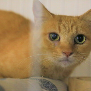 10/10に保護した小柄な茶トラ猫さんです