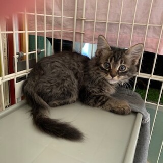 可愛い半長毛キジトラ エイミーちゃん２ヶ月