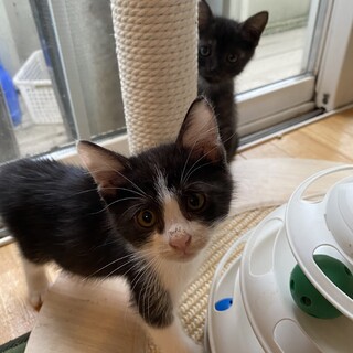 黒白ハチワレ★１ヶ月甘えん坊の女の子なたねちゃん