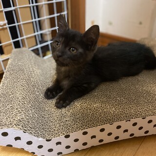 黒サビなつめくん★１ヶ月おっとりクールな男の子