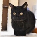 人馴ればっちりの黒猫凪（なぎ）ちゃん8歳くらい