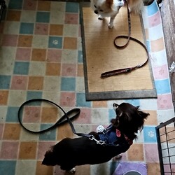 「庭が草原になっている」サムネイル1