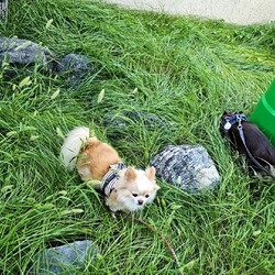 「庭が草原になっている」サムネイル2