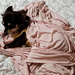 「庭が草原になっている」サムネイル3