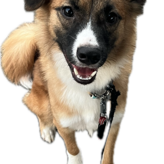 雑種最強に可愛い子