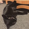 爪研ぎの使い方が独特なネッコ
