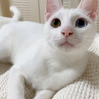 【10/20東銀座】きららちゃん★7ヵ月半♪