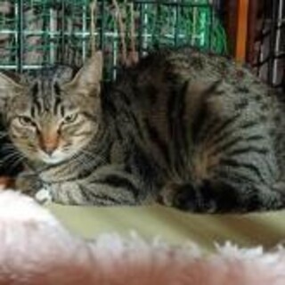 一匹飼いOk．ビビリですがゴロゴロ猫のキジ君六ヶ月