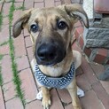 子犬のチロルちゃん