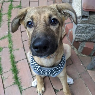 子犬のチロルちゃん