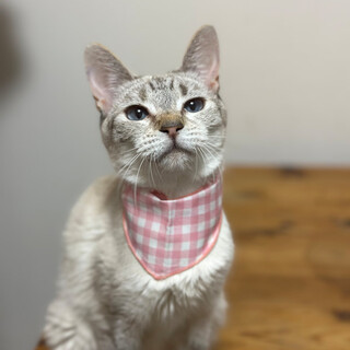 シャムmixの女の子！