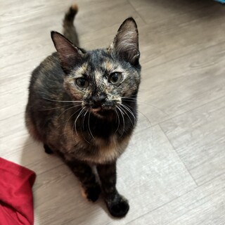 ちんまりとかわゆいサビ猫のチャコちゃん