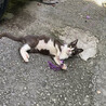 の写真