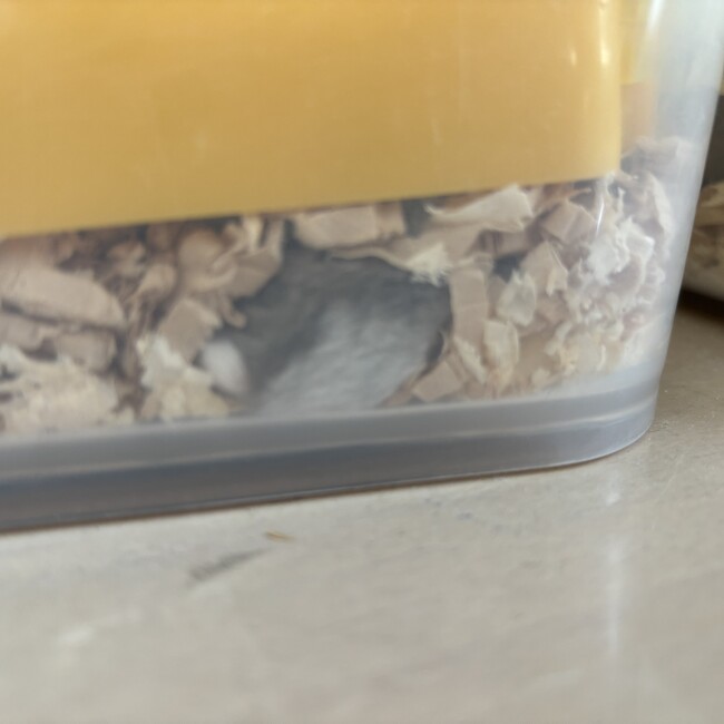 きーつぶママのカバー写真
