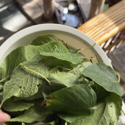 「うにちゃん、マタタビ天国にご満悦！」サムネイル1