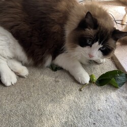 「うにちゃん、マタタビ天国にご満悦！」サムネイル2