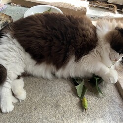 「うにちゃん、マタタビ天国にご満悦！」サムネイル3