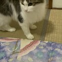 人懐っこい長毛のねこちゃん