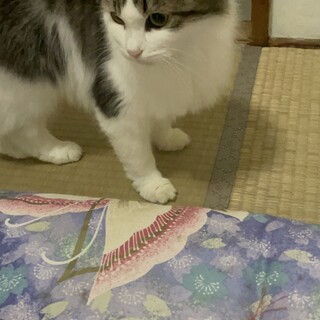 人懐っこい長毛のねこちゃん