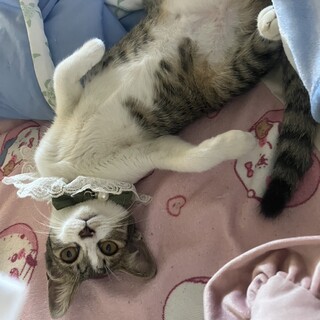 【里親決定感謝】虎柄の子猫、里親募集します！