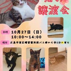 保護ねこ☆小さな譲渡会