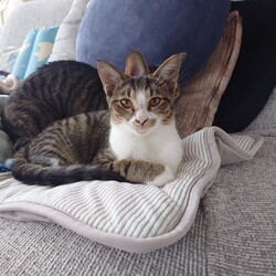 保護ねこ☆小さな譲渡会 サムネイル2