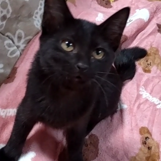 食べるより遊びが大好き しのぶちゃん