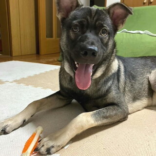 去勢手術済み人が大好き賢いオス18kg