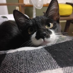 保護ねこ☆小さな譲渡会 サムネイル3