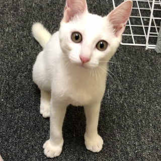 人懐こく甘え子白姫