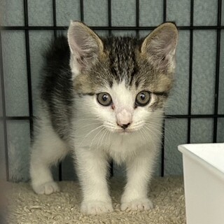 SOS！12月上旬期限　子猫キジ白もみじ
