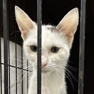 SOS！12月上旬期限　まだ子猫白キジさん