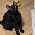 艶々キレイな黒猫★クロミちゃん