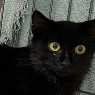 トライアル中　11月下旬期限　長毛黒猫楓ちゃん
