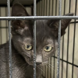 SOS！11月上旬期限　甘えっ子黒猫カルタ