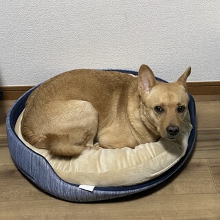 雑種のイケワン男の子トム♡