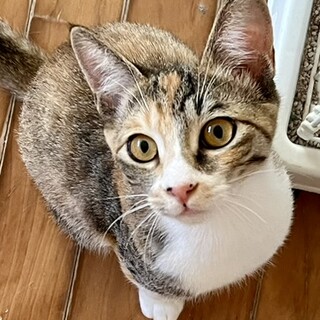 天真爛漫な甘えん坊にゃん　5か月避妊済み