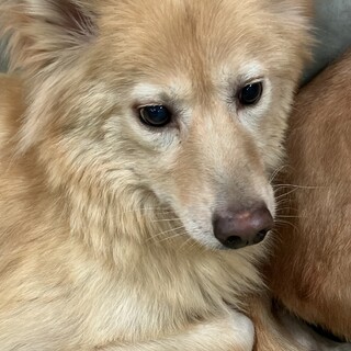 ふわふわの長毛が可愛い！フワリです