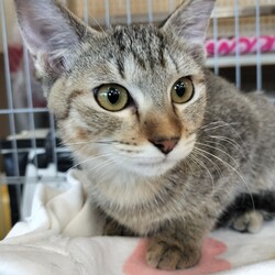 保護猫の譲渡会in春日井 サムネイル2