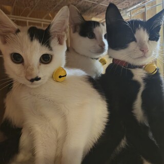 可愛い兄弟の里親さんを探しています！