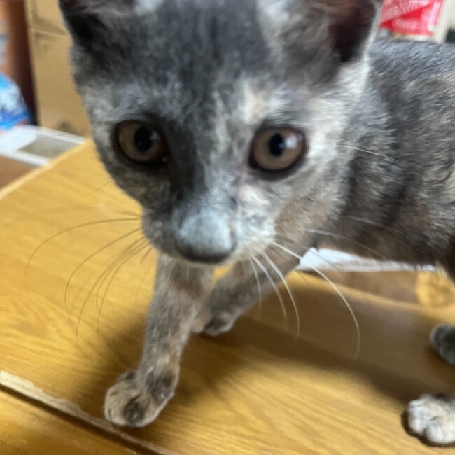バキレツのカバー写真