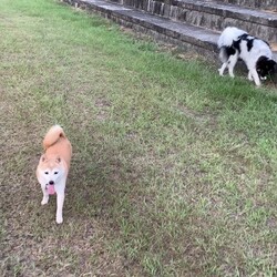 「お祭り配布」サムネイル2