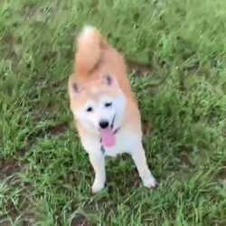 「お祭り配布」サムネイル3