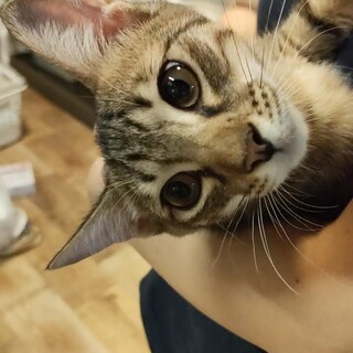 あまえんぼう♡しあくん