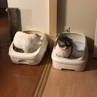 仲良くトイレ！